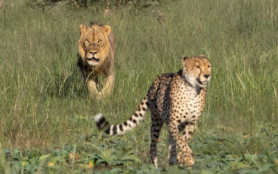 A Dramatic Chase Resulting In A Missing Cheetah
