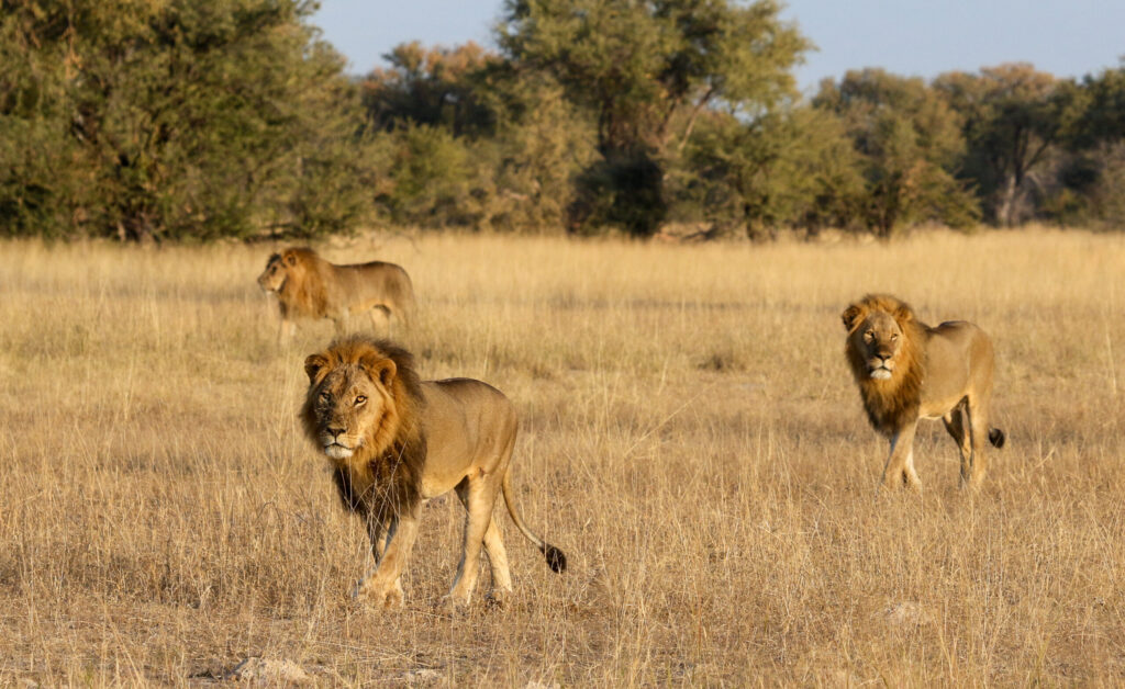 Lion hunts African Safari