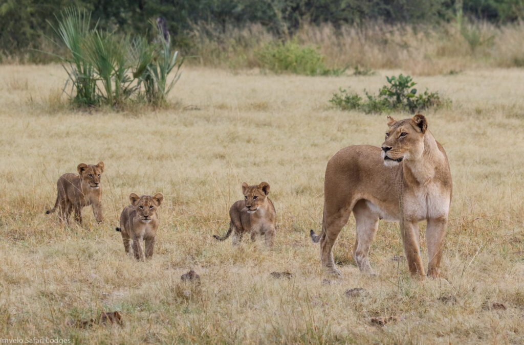Lioness and cubs in zimbabwe african safari 