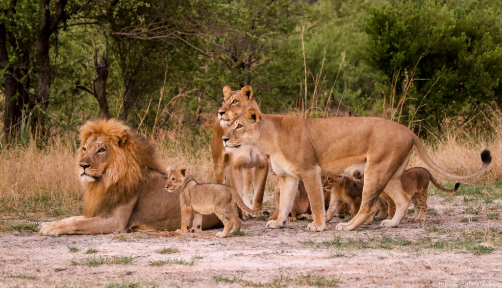 Lion family with cubs African Safari 