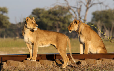 The Lionesses of The Ngamo Plains: Nomvelo & Tegwane