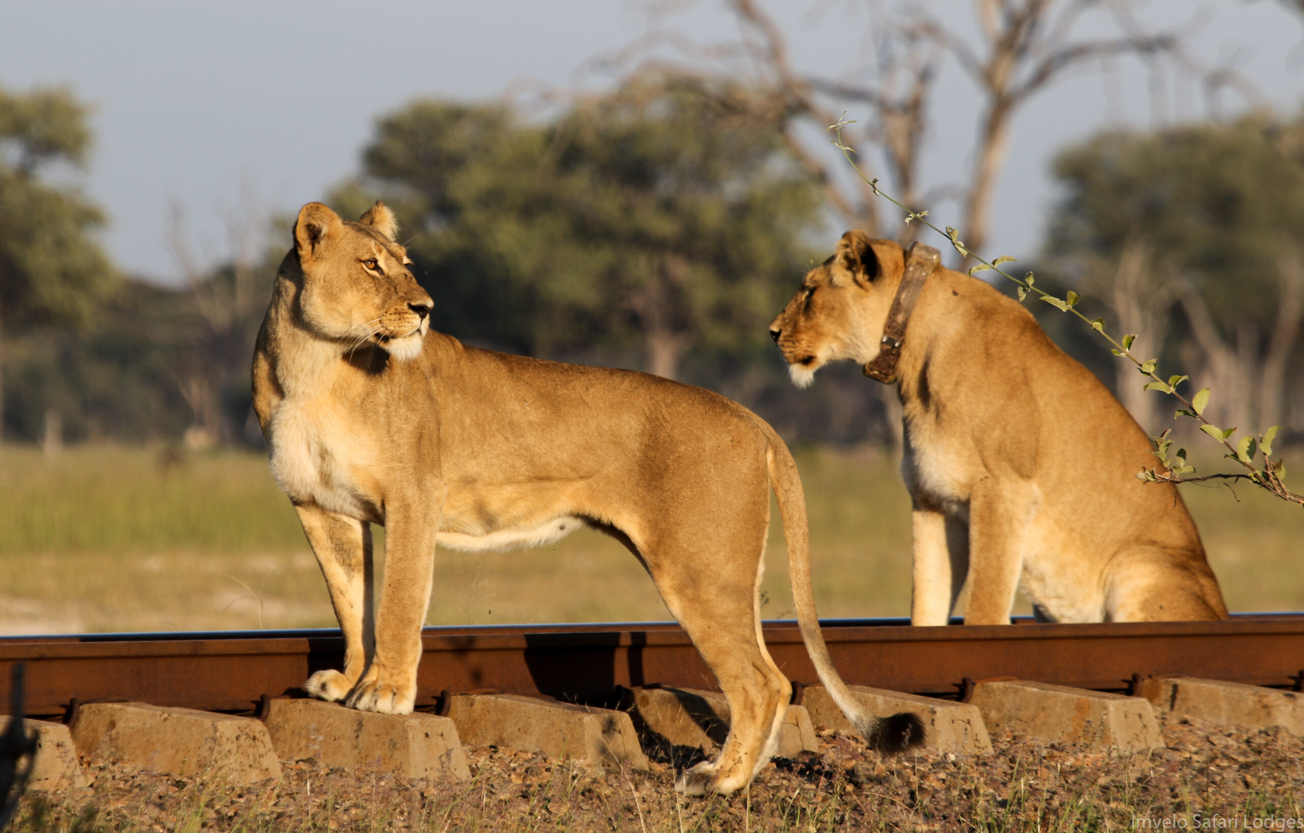 Lionesses in Hwange National Park African Safaris