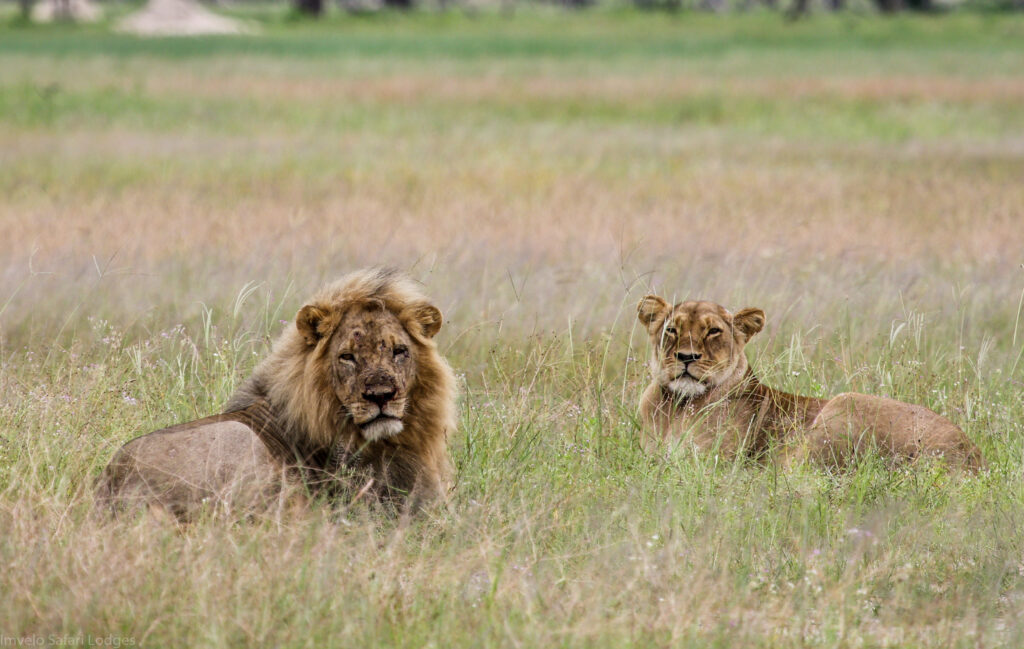Lion pair African Safari 