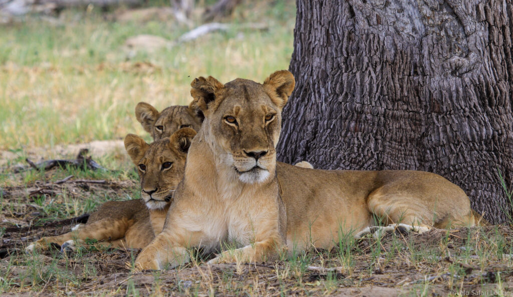Lioness and cubs African Safari