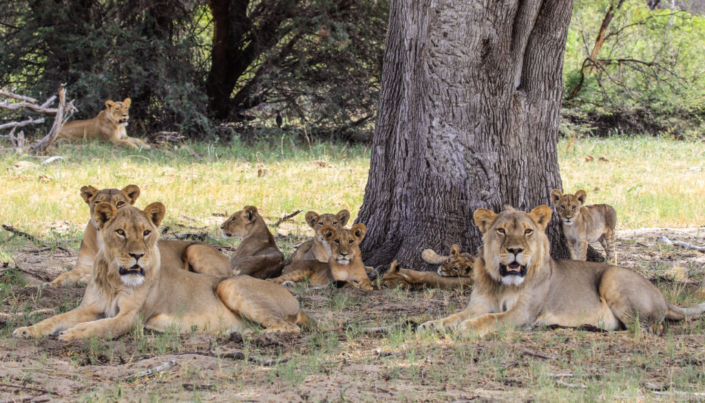 lions African Safari