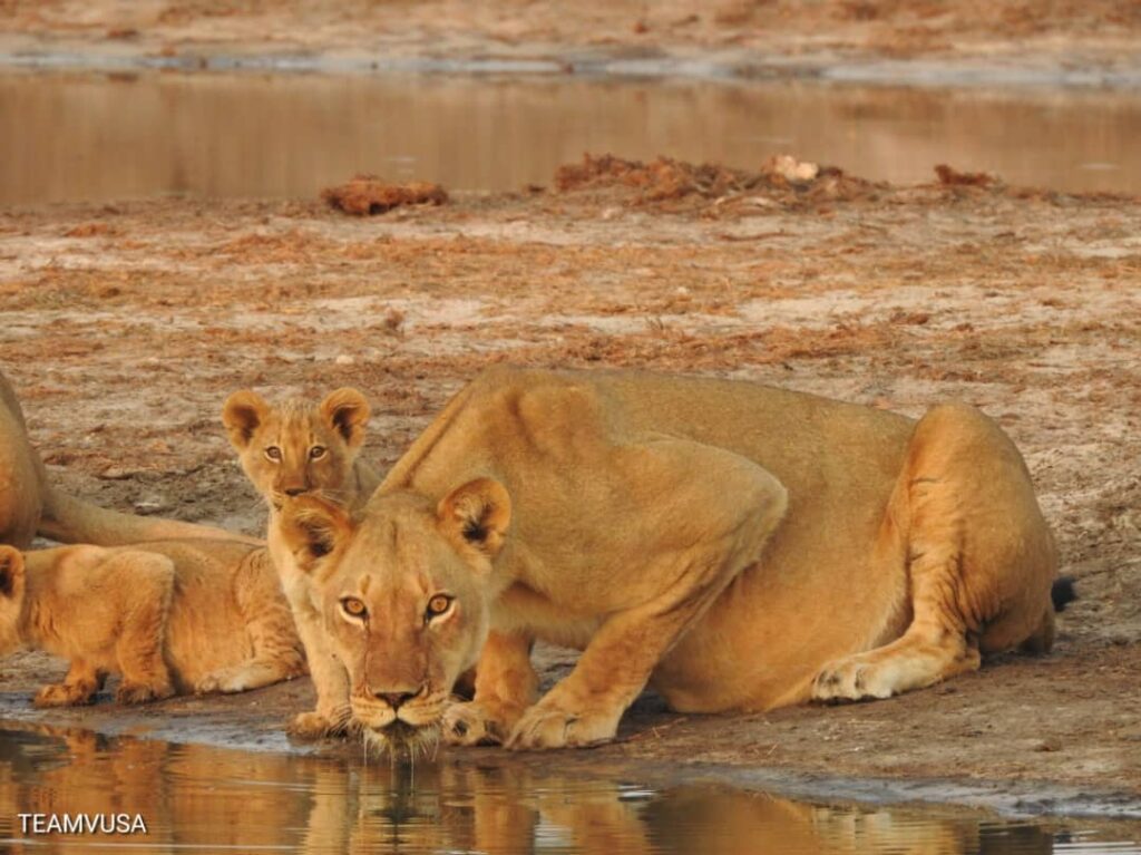 Lion cubs in Hwange national Park African Safari