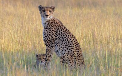 Congratulations Cindy!