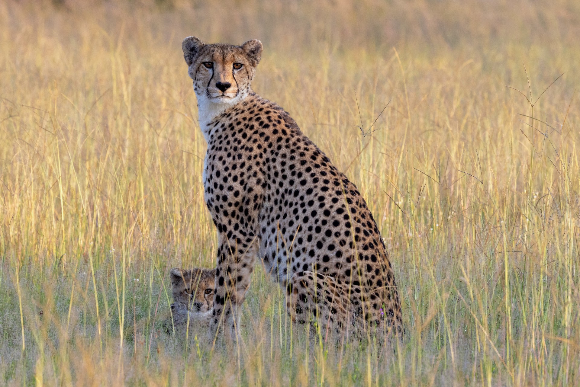 Imvelo – Bomani – Cheetah mum with cub (1 of 1)
