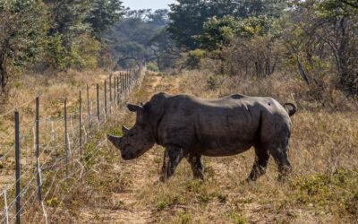 Rhino Update September 2026